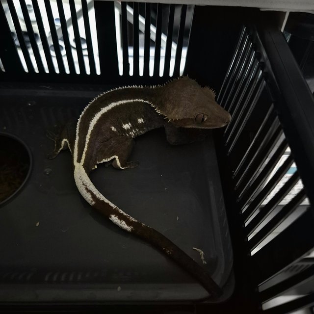 화이트핀 풀핀 아잔틱