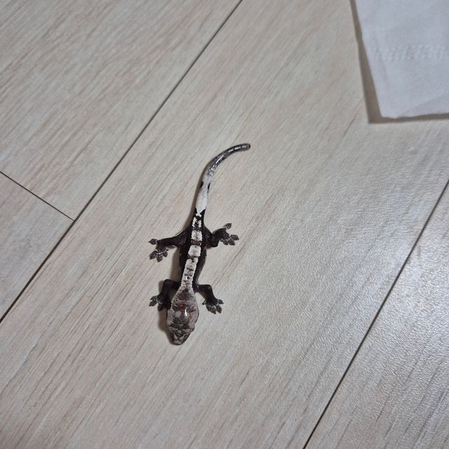 아잔틱