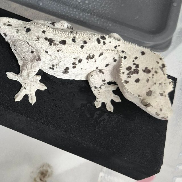 슈퍼달마시안