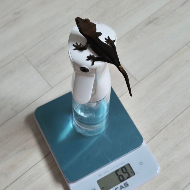 챠콜 알티