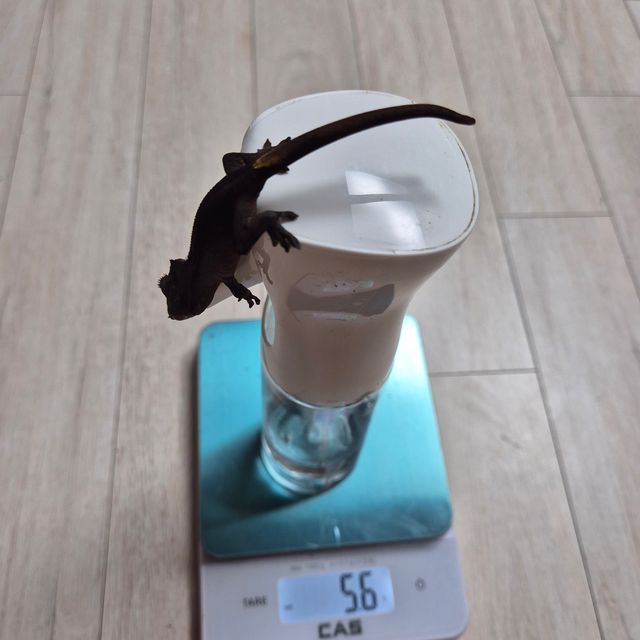 챠콜 알티