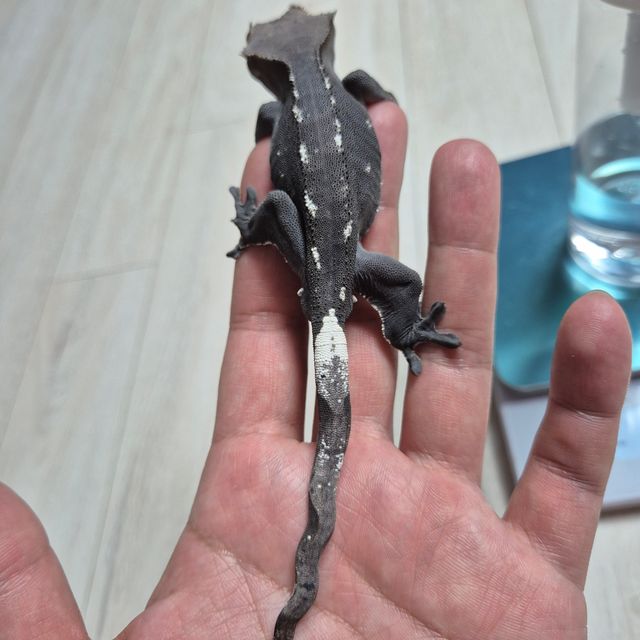 챠콜 아잔틱