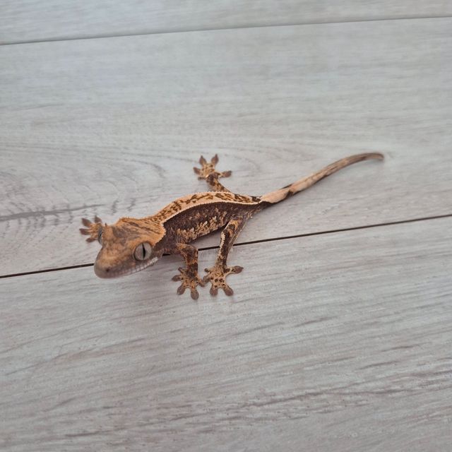 100%헷아잔틱