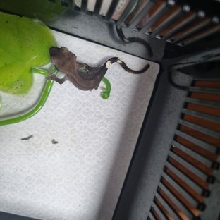 아잔틱