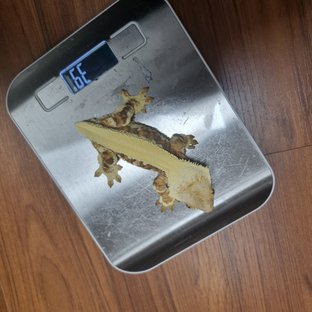 릴리화이트 크림시클