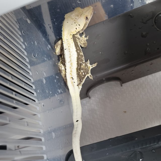 릴리100%헷아잔틱