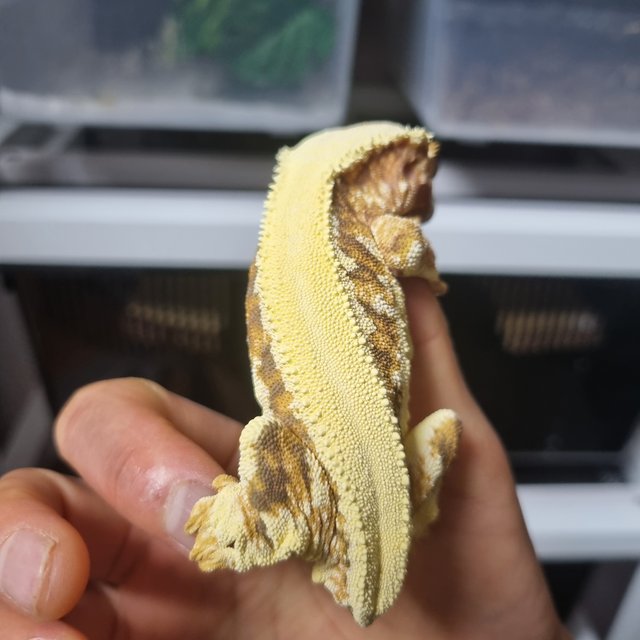 릴리화이트 크림시클