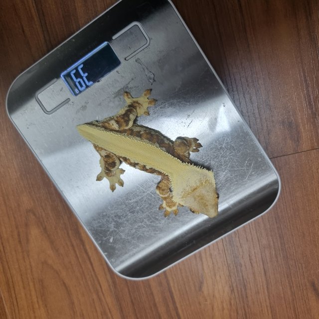 릴리화이트 크림시클