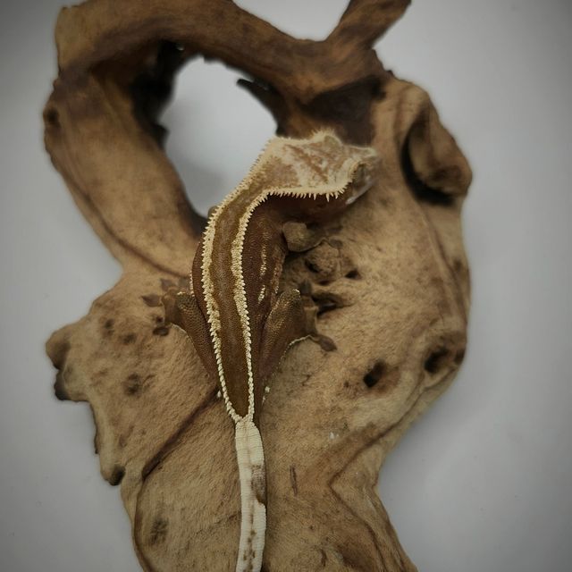 엠티백