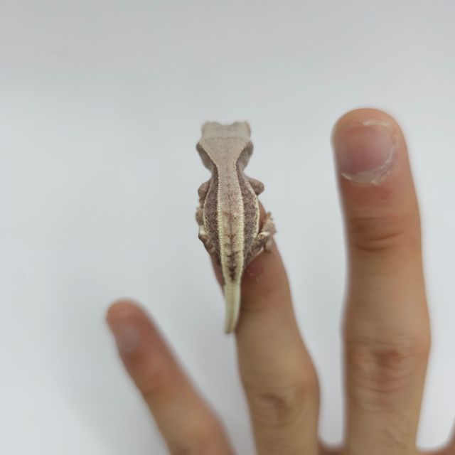 프라푸치노