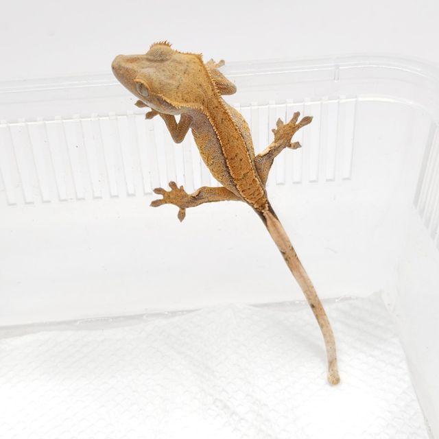 익스트림할리퀸