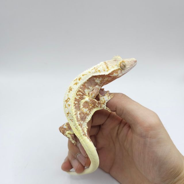 레드 릴리화이트