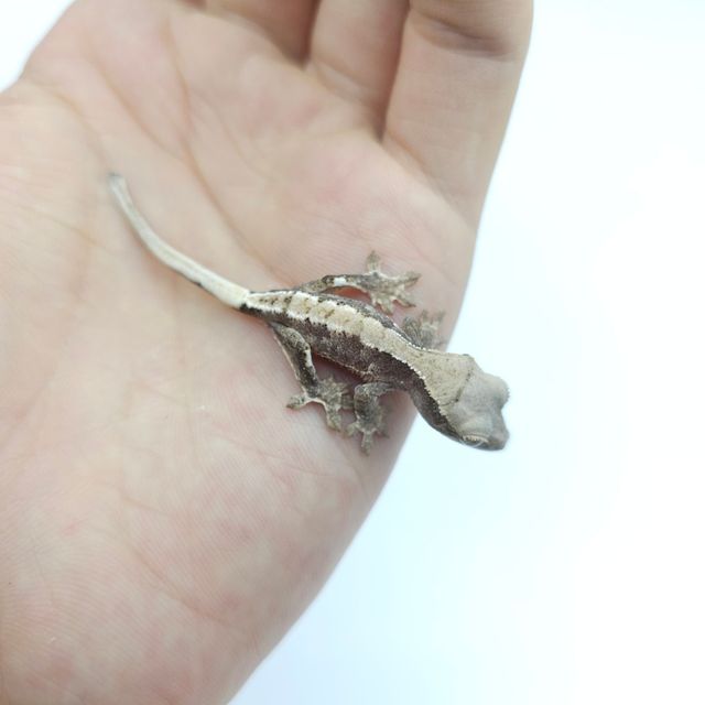 프라푸치노