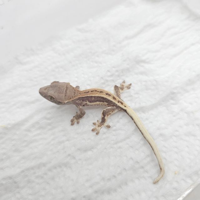 프라푸치노