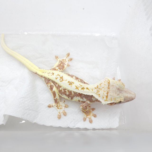 레드 릴리화이트