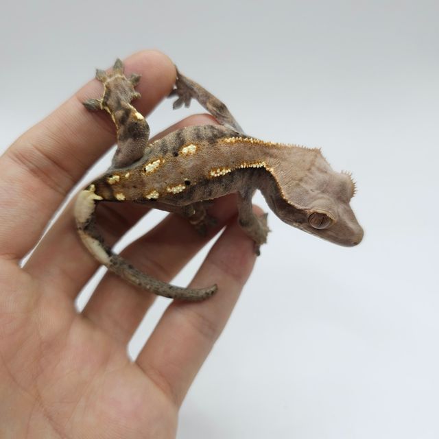 카푸치노