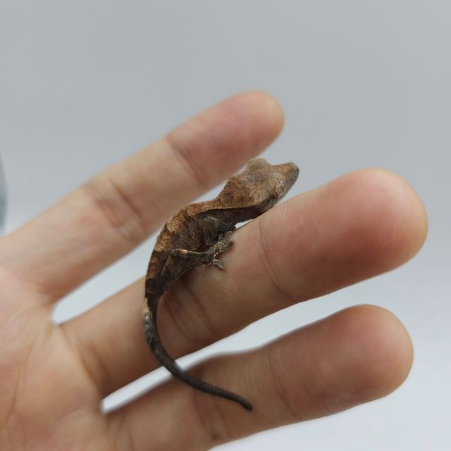 카푸치노