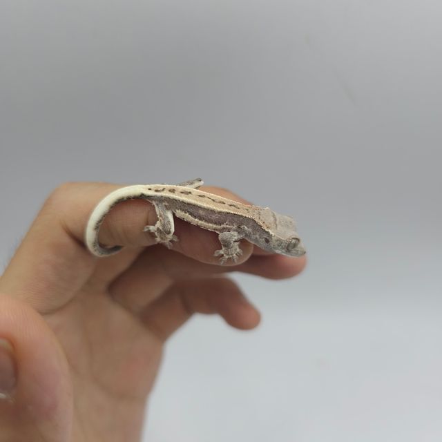 프라푸치노