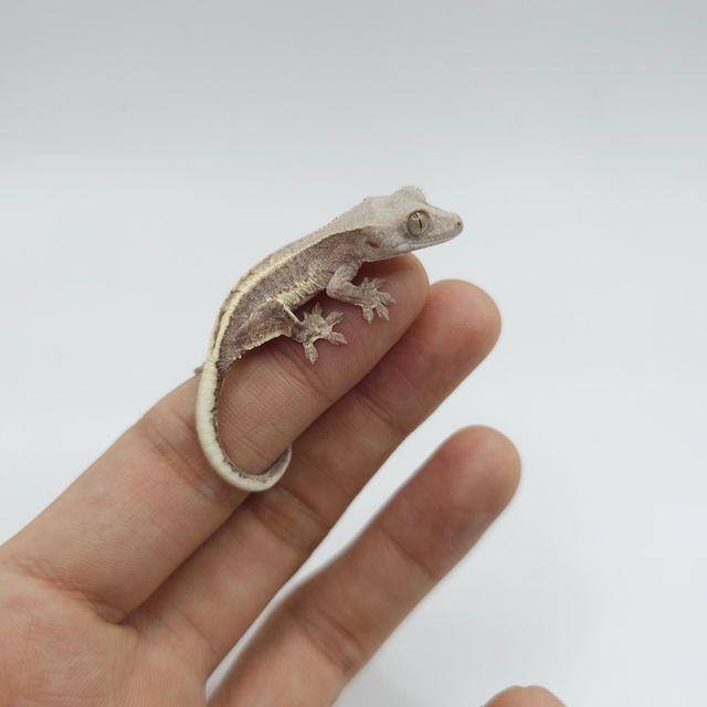 프라푸치노