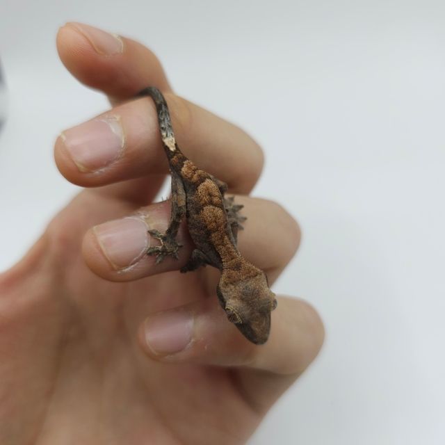 카푸치노