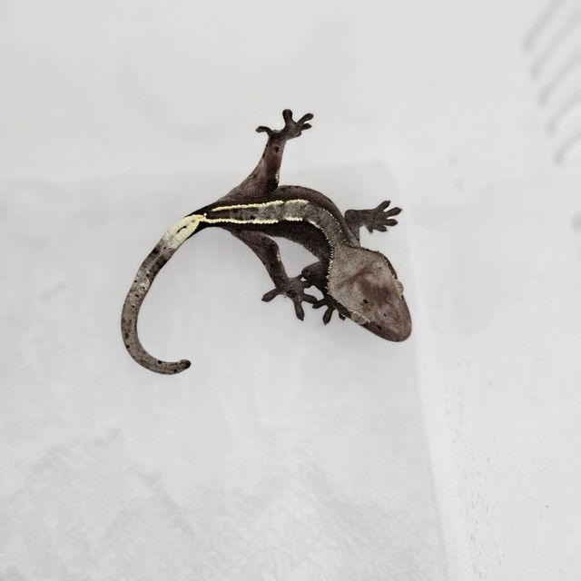 아잔틱