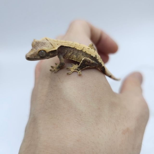 익스트림할리퀸
