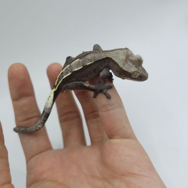 아잔틱