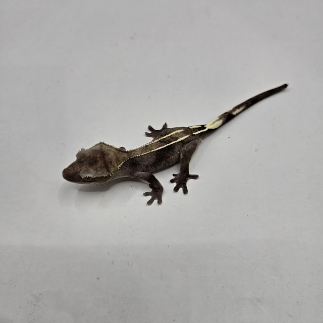 아잔틱