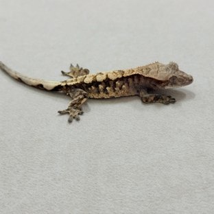 세이블