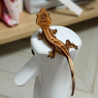 노멀