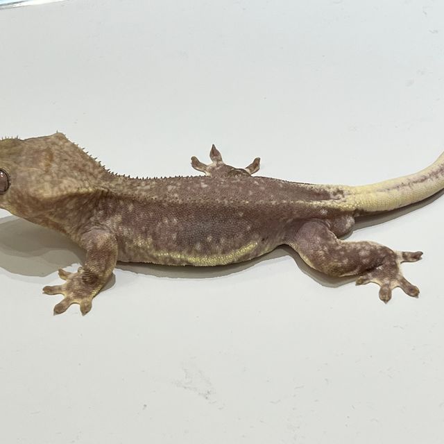릴잔틱