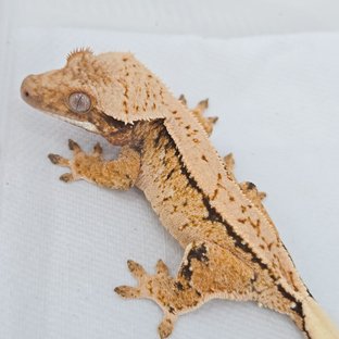 트라이 드리피 화이트포트홀 화이트스팟 익스트림할리퀸