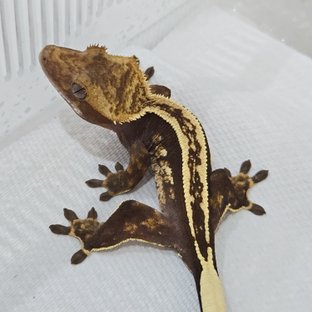 엠티백 슈퍼스트라이프 핀스트라이프 풀핀