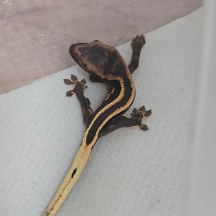 슈퍼스트라이프 엠티백 쿼드 핀스트라이프 풀핀