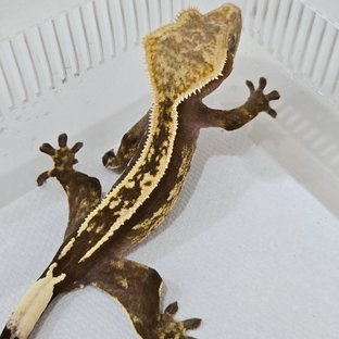 슈퍼스트라이프 엠티백 핀스트라이프 풀핀 쿼드