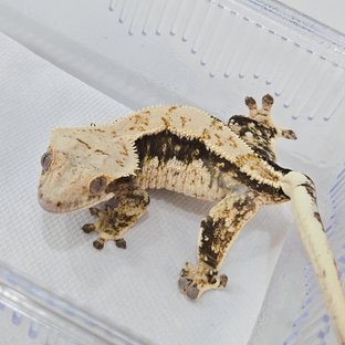 노멀 쿼드 화이트스팟 드리피