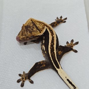 슈퍼스트라이프 핀스트라이프 풀핀 엠티백 화이트핀