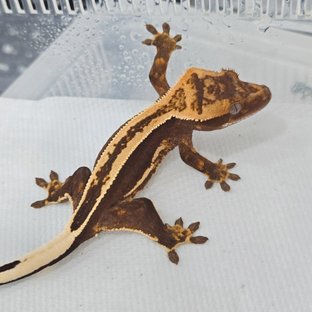 슈퍼스트라이프 쿼드 레드 블랙 다크