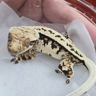 노멀 트라이 익스트림할리퀸 풀핀