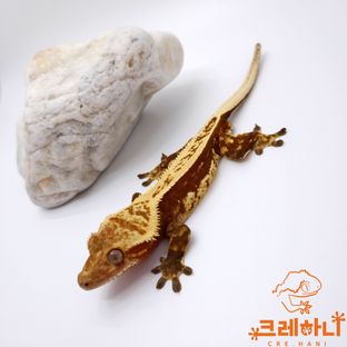 게멍