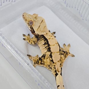 트라이 익스트림할리퀸