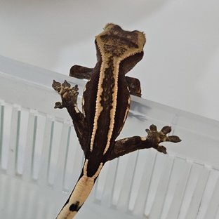 엠티백 슈퍼스트라이프 핀스트라이프