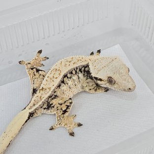 노멀 트라이 풀핀 화이트핀 화이트포트홀 드리피