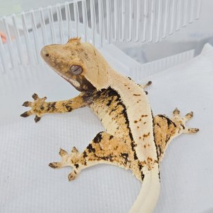 노멀 솔리드백 풀핀 트라이 익스트림할리퀸