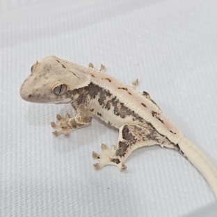 릴리100%헷아잔틱