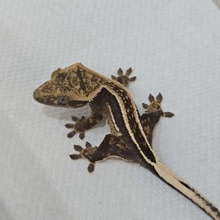 슈퍼스트라이프 엠티백 쿼드 핀스트라이프 풀핀 화이트핀