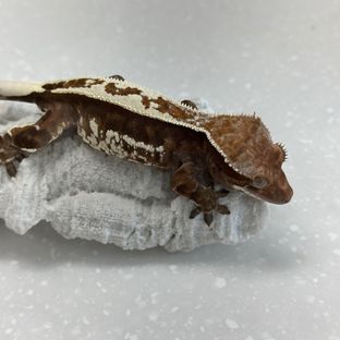 카푸치노 다크 드리피 쿼드 핀스트라이프