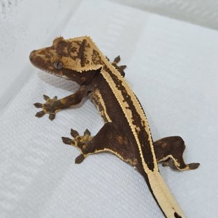 핀스트라이프 풀핀 쿼드 슈퍼스트라이프