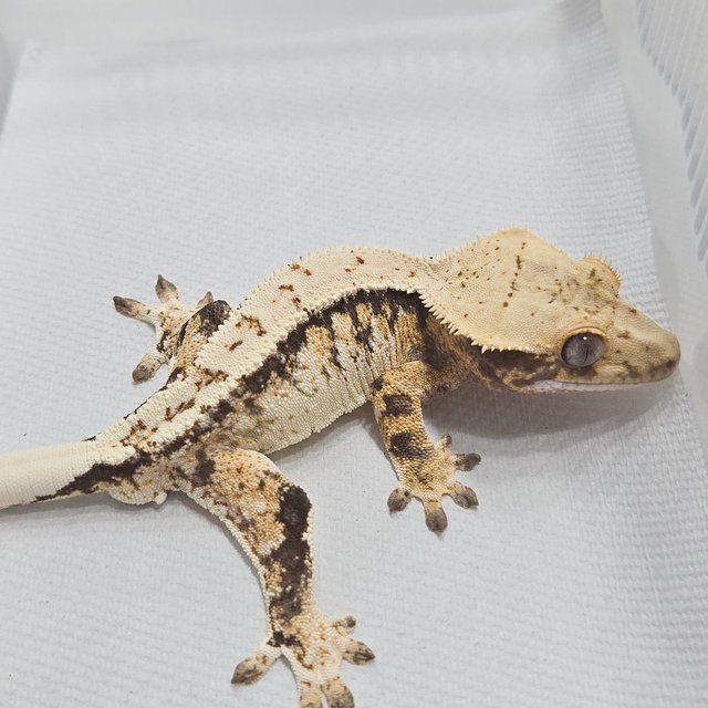 노멀 트라이 익스트림할리퀸 화이트포트홀 화이트스팟