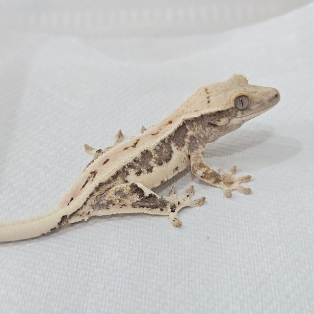 릴리100%헷아잔틱